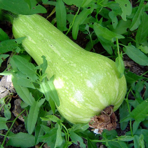 Squash, Waltham Butternut AAS