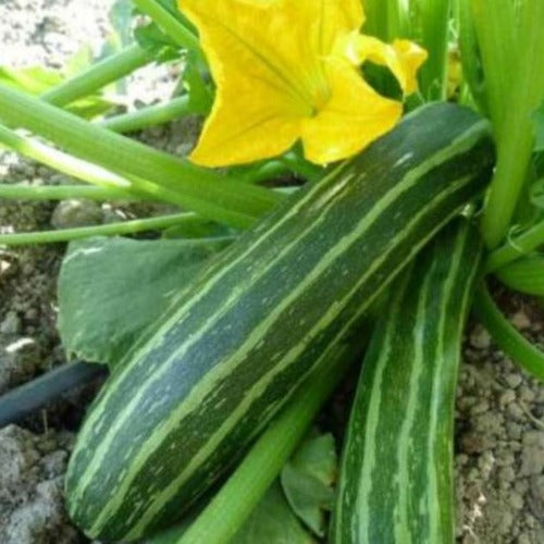Cocozelle Zucchini Squash Seeds