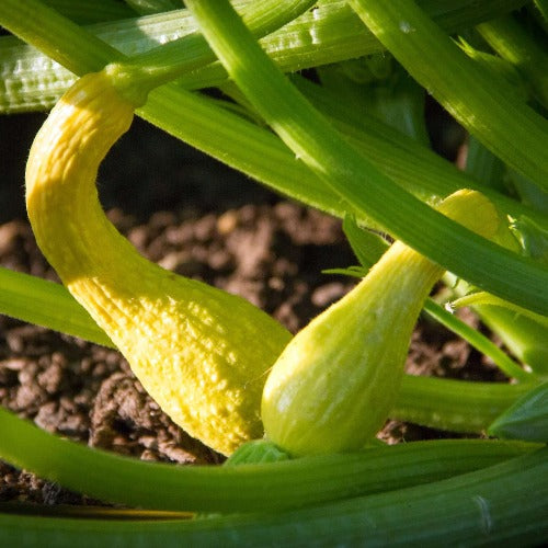 Yellow Summer Crookneck Squash