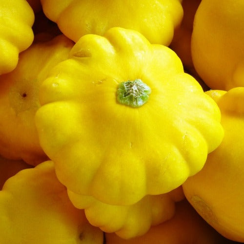 Summer Squash White Scallop (Patty Pan)