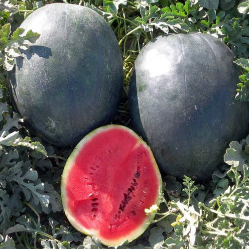 Bush Sugar Baby Watermelon Seed