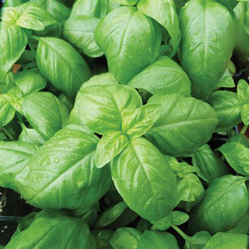 Herb, Sweet Basil