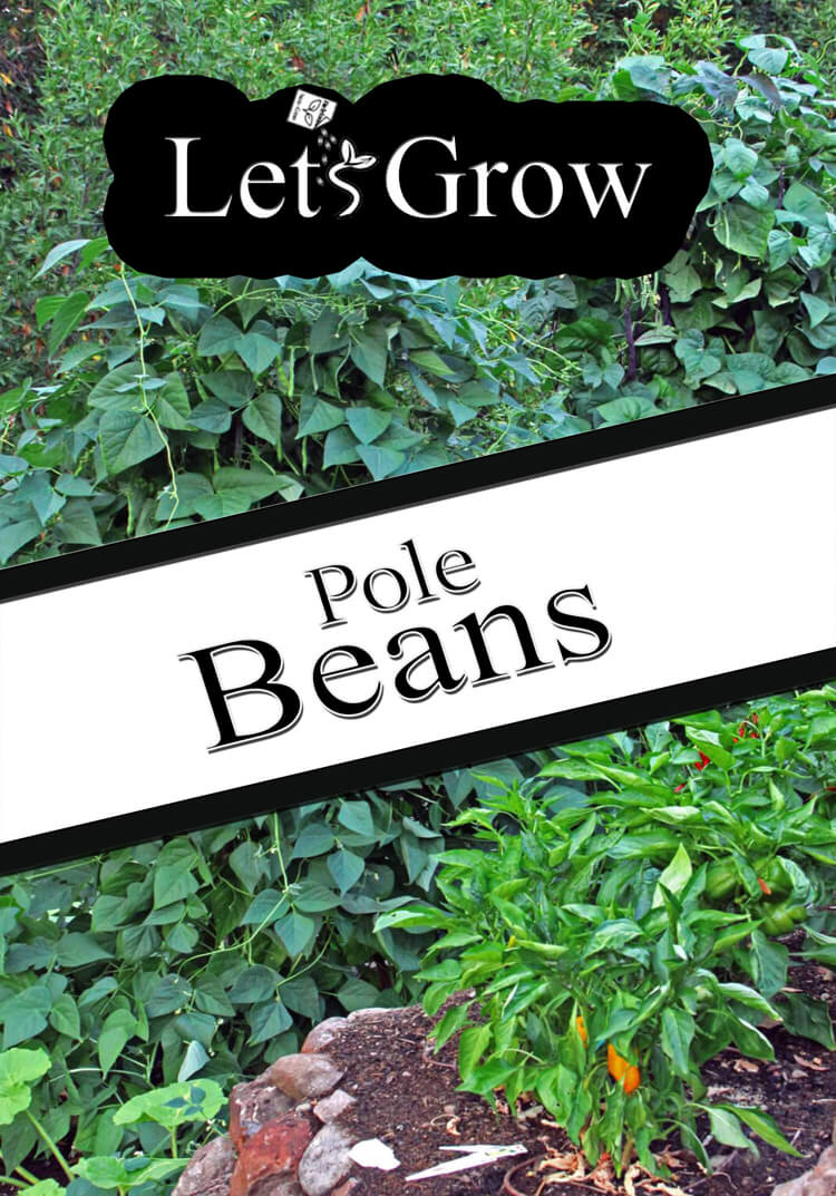 How to Grow Pole Beans Guide