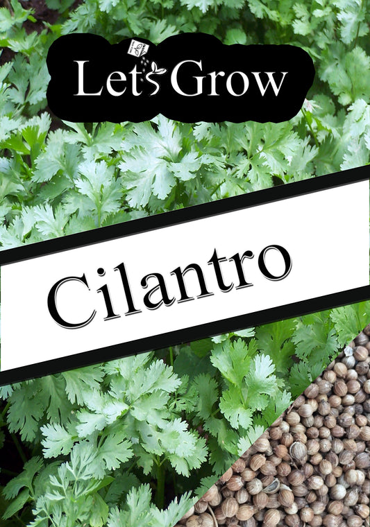 Cilantro Growing Guide