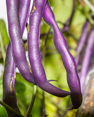 Bean Seeds,  Purple Podded Pole Bean