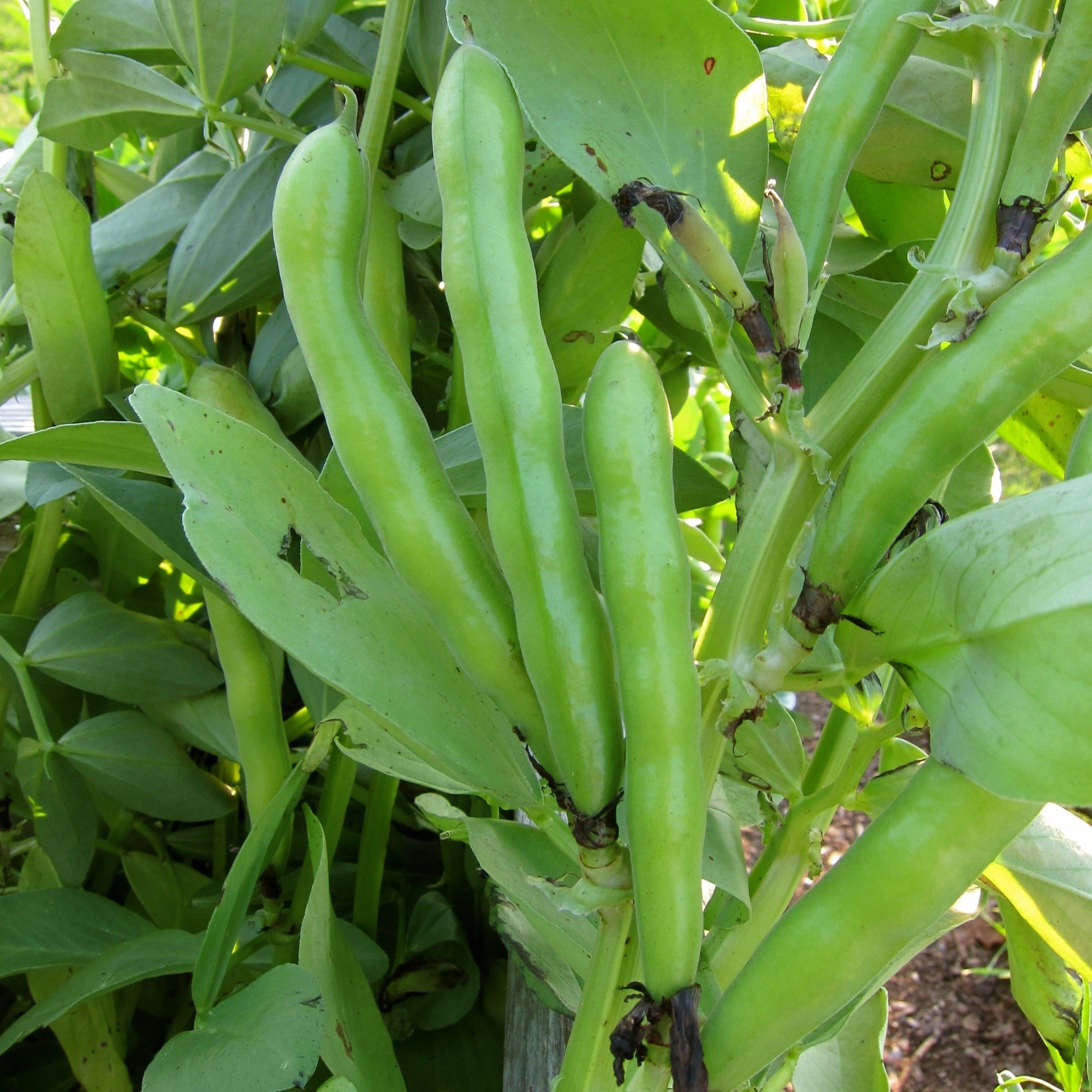 Windsor Fava Bean Seeds