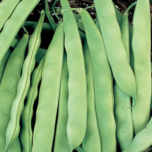 Italian Roma Bush Bean Seeds, Roma II Bush Bean – Black & White Seed Company