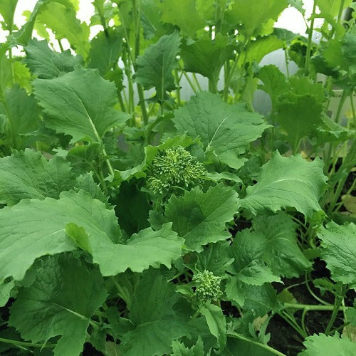 Growing Broccoli Rabe