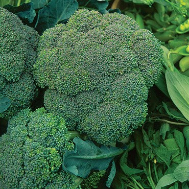 Broccoli Seeds, Waltham #29 Broccoli Seed