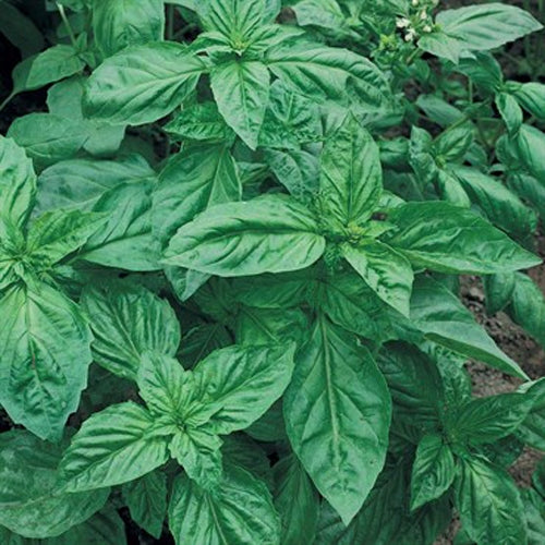 Genovese Basil