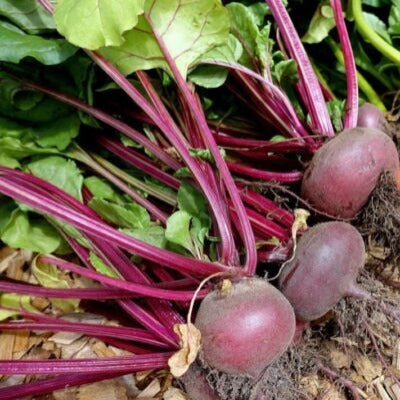 Early Wonder Beets