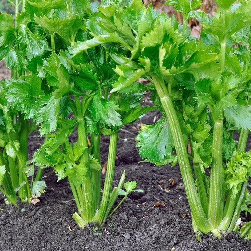 Utah Celery Seed