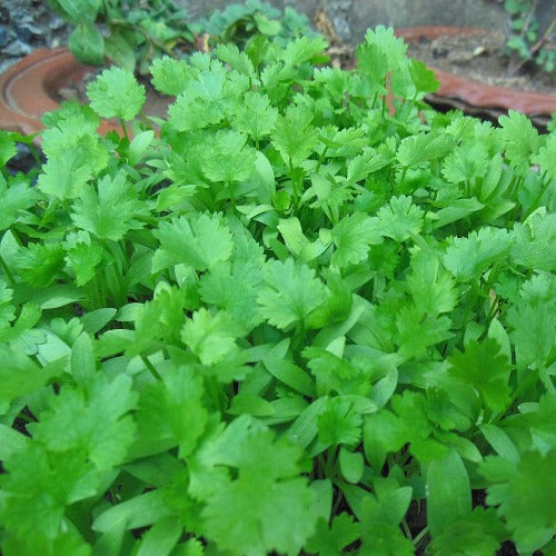 Long Standing Cilantro Seed