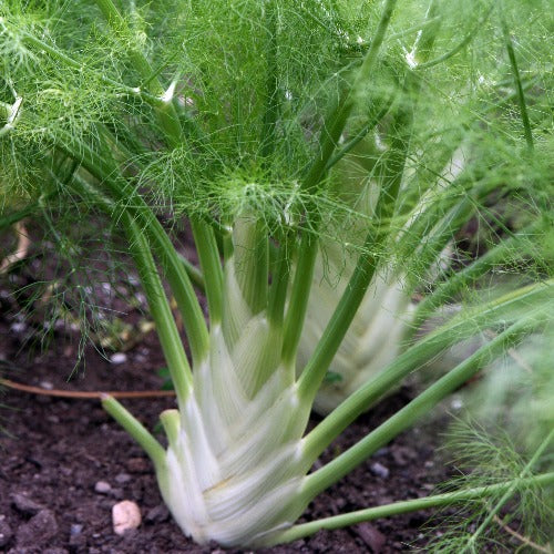 Florence Fennel Seed