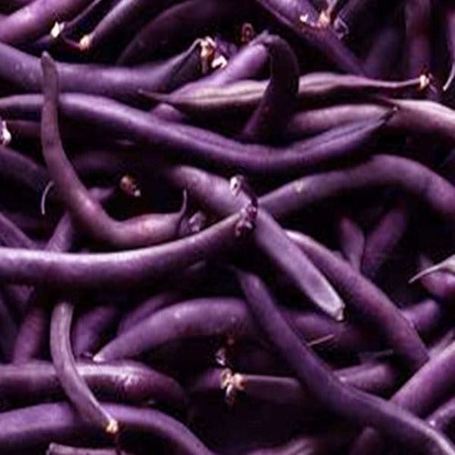 Purple Queen Beans