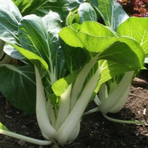 Pak Choi Bok Choi