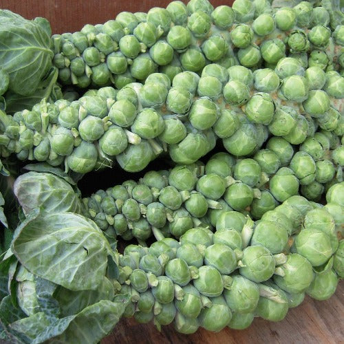 Brussels Sprouts Seed