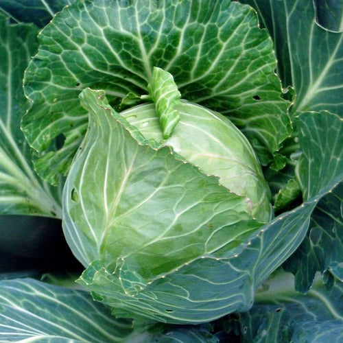 early Round Dutch cabbage
