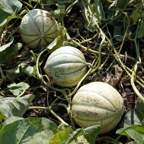 Hales Best Jumbo Cantaloupe Seed