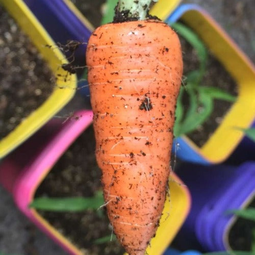 Danvers carrots
