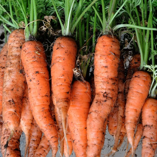 Danvers Half Long Carrots