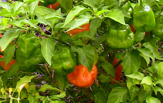 Orange  Habanero Pepper Seed