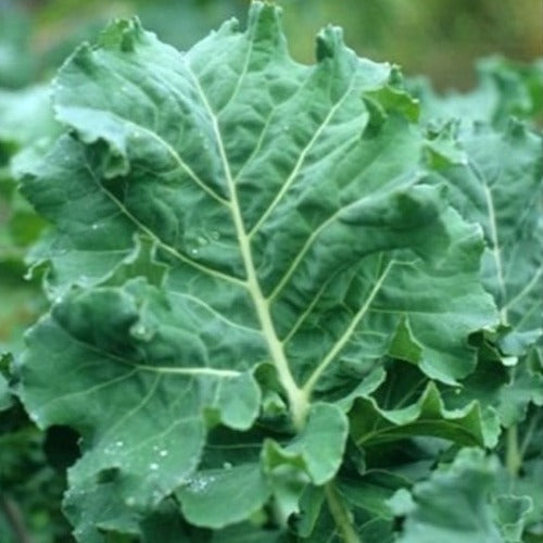 Siberian Kale Seed