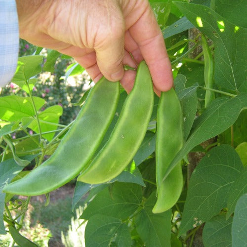 King of The Garden Lima Beans