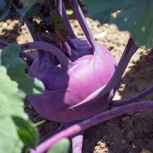 Purple Vienna Kohlrabi Seeds