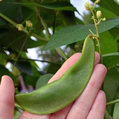 Lima Bean Seed