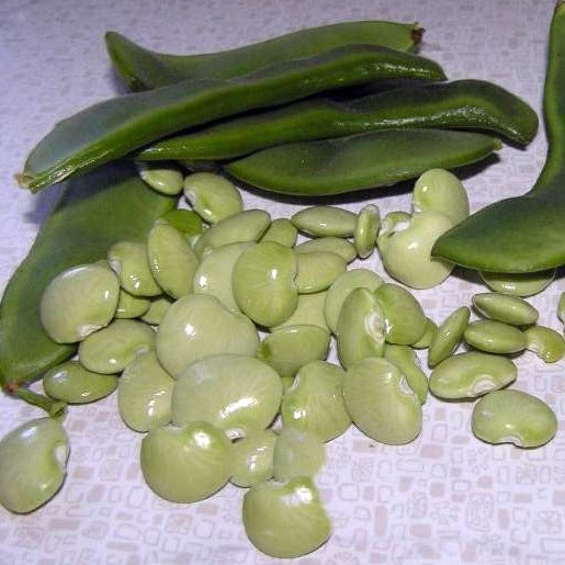 Lima Beans 242 Shelled