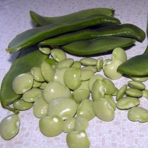 Lima Beans 242 Shelled