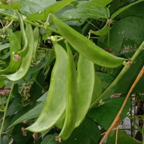 Lima Beans Growing