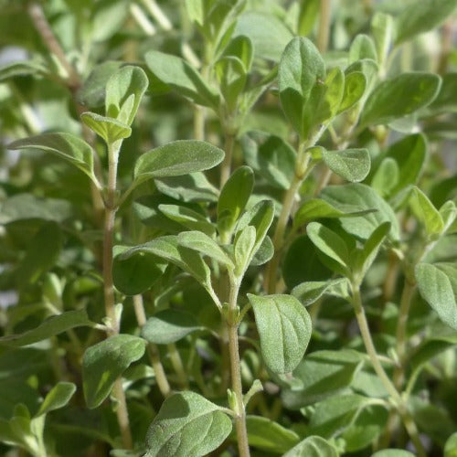 Herb, Sweet Marjoram
