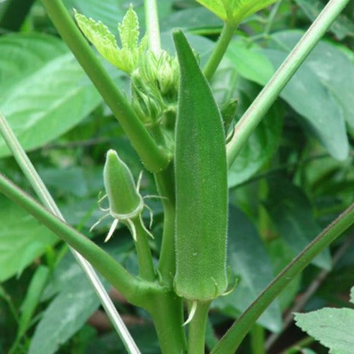 Okra - Perkins Long Pod - Heirloom - NON GMO - 50 Seeds
