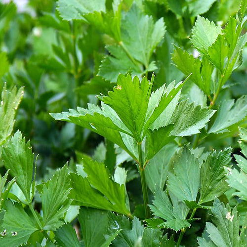 Herb, Parsley Flat Leaf