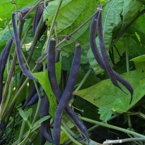 Bean Seeds, Royal Burgundy Bush Bean