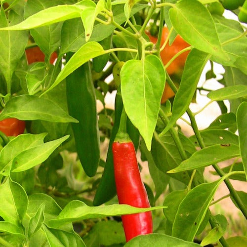Serrano Pepper Seed