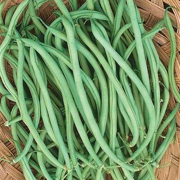 Slenderette Bush Green Bean