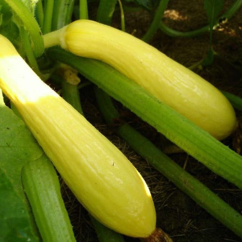 Squash, Early Prolific Straightneck AAS – Black & White Seed Company
