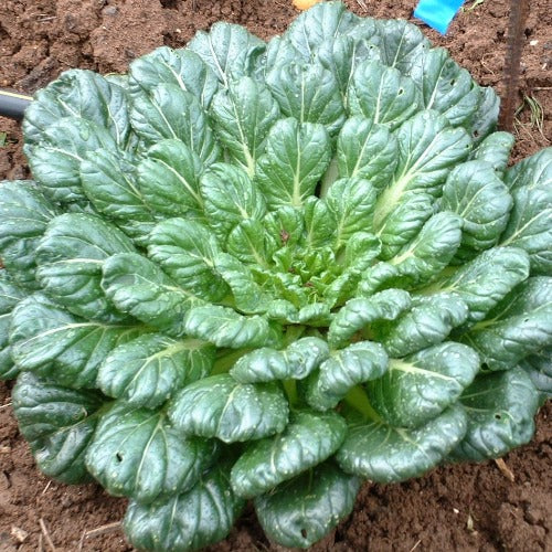 Tatsoi Chinese Mustard Green