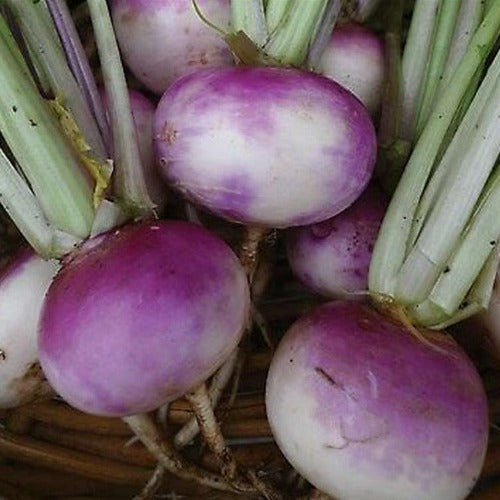 Purple Top White Globe Turnip Seed